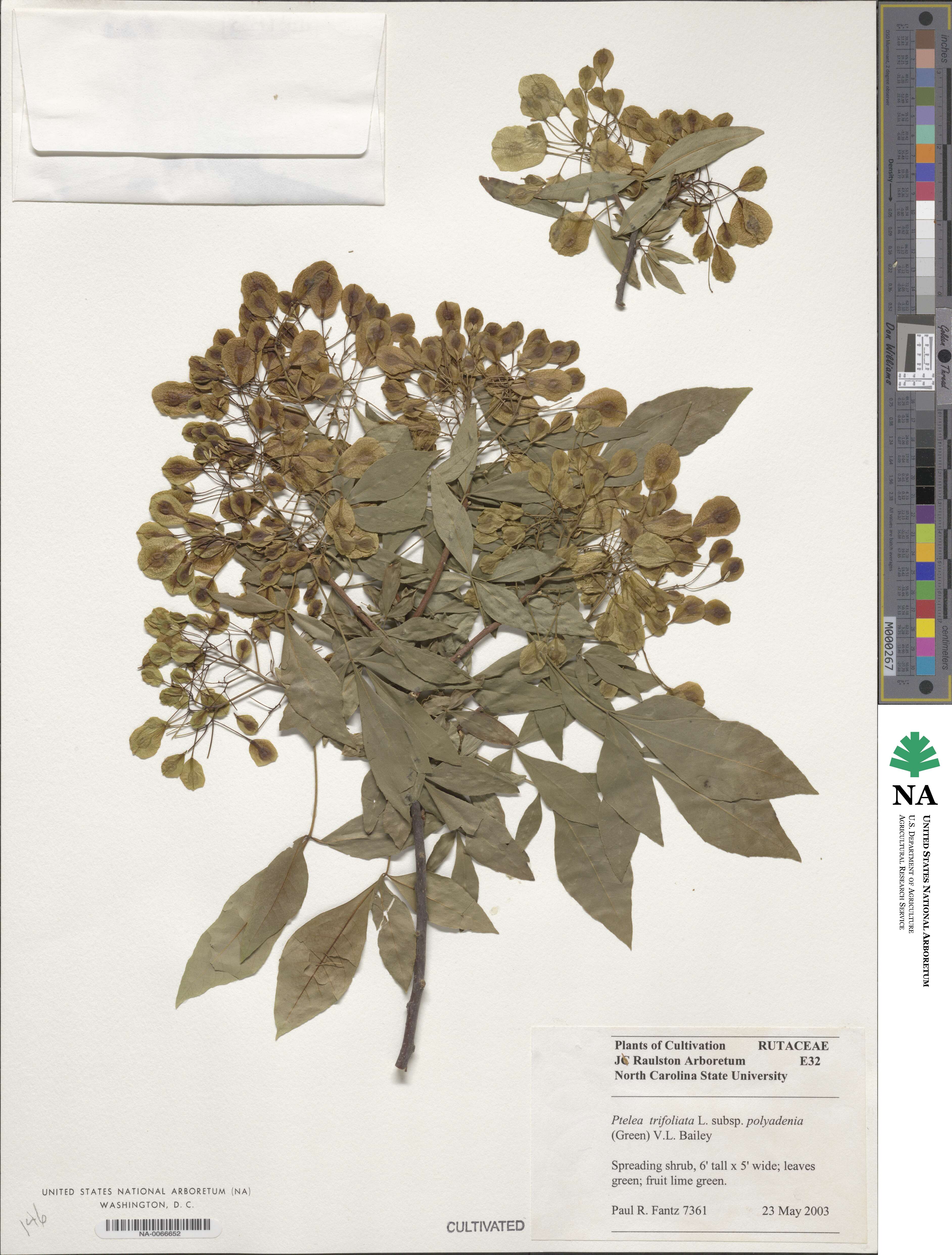 Ptelea trifoliata subsp. polyadenia image