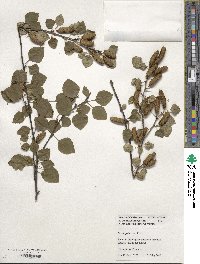 Betula pubescens image
