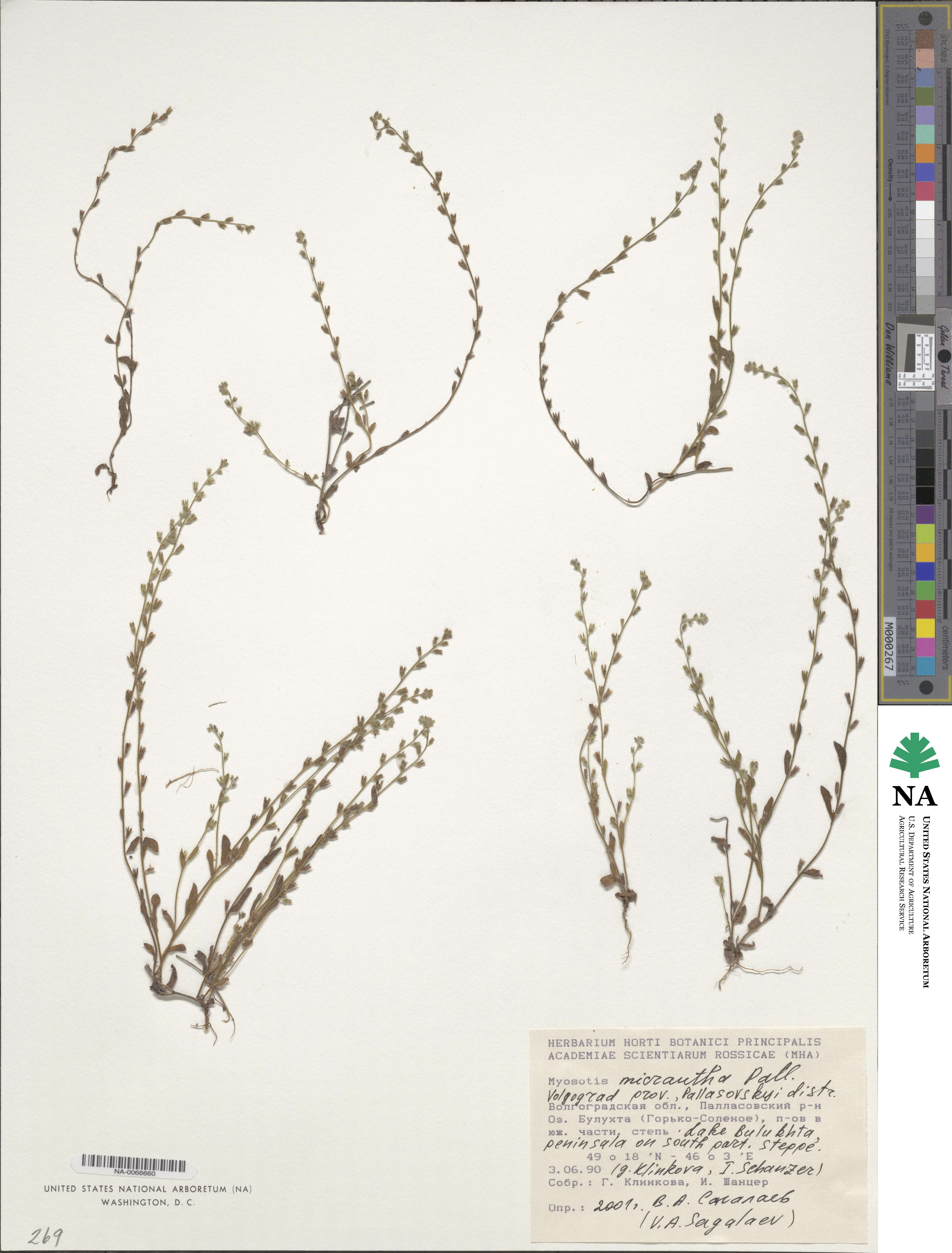 Myosotis micrantha image