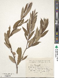 Salix triandra image