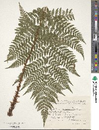 Dryopteris expansa image