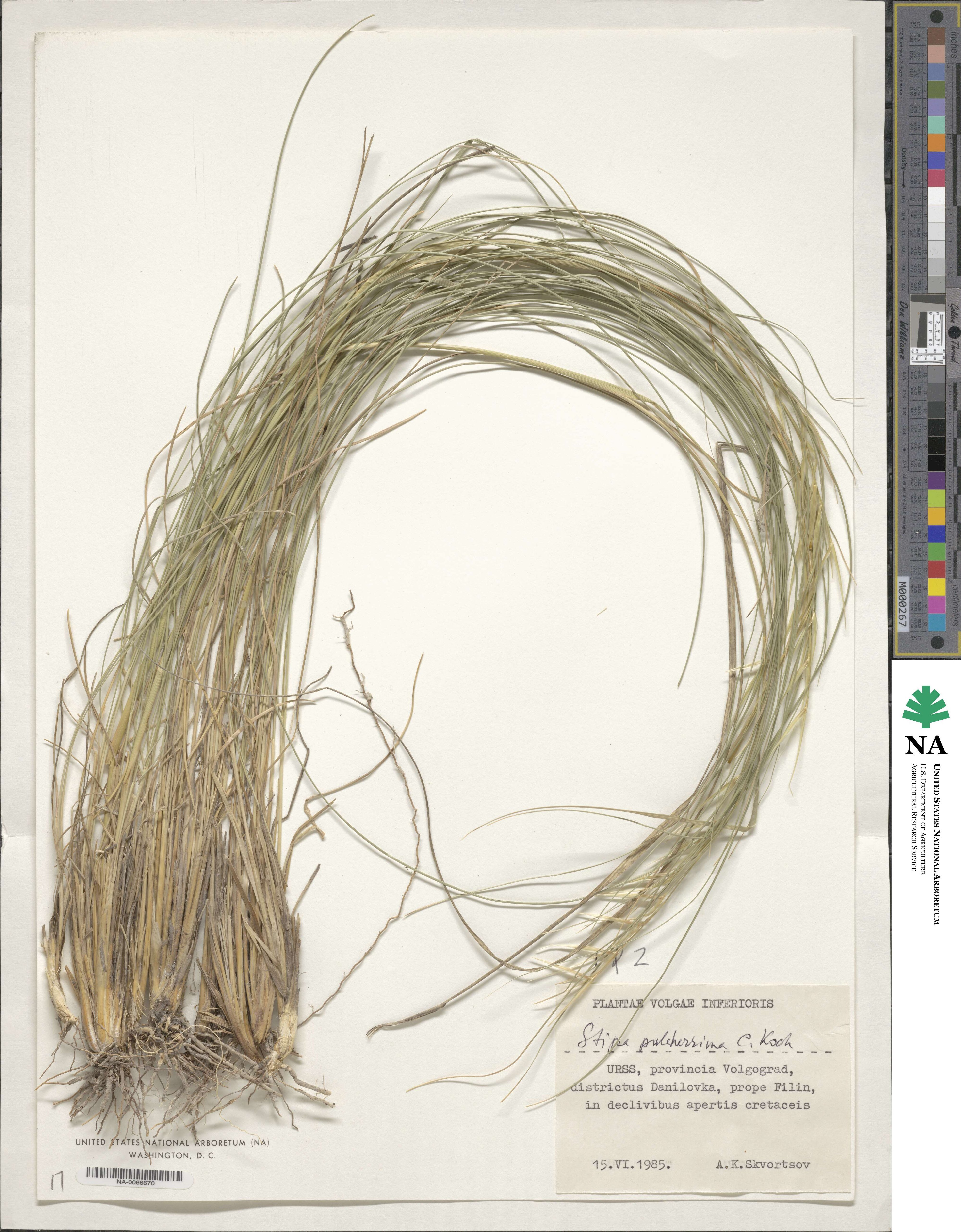 Stipa pulcherrima image