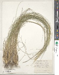 Stipa pulcherrima image