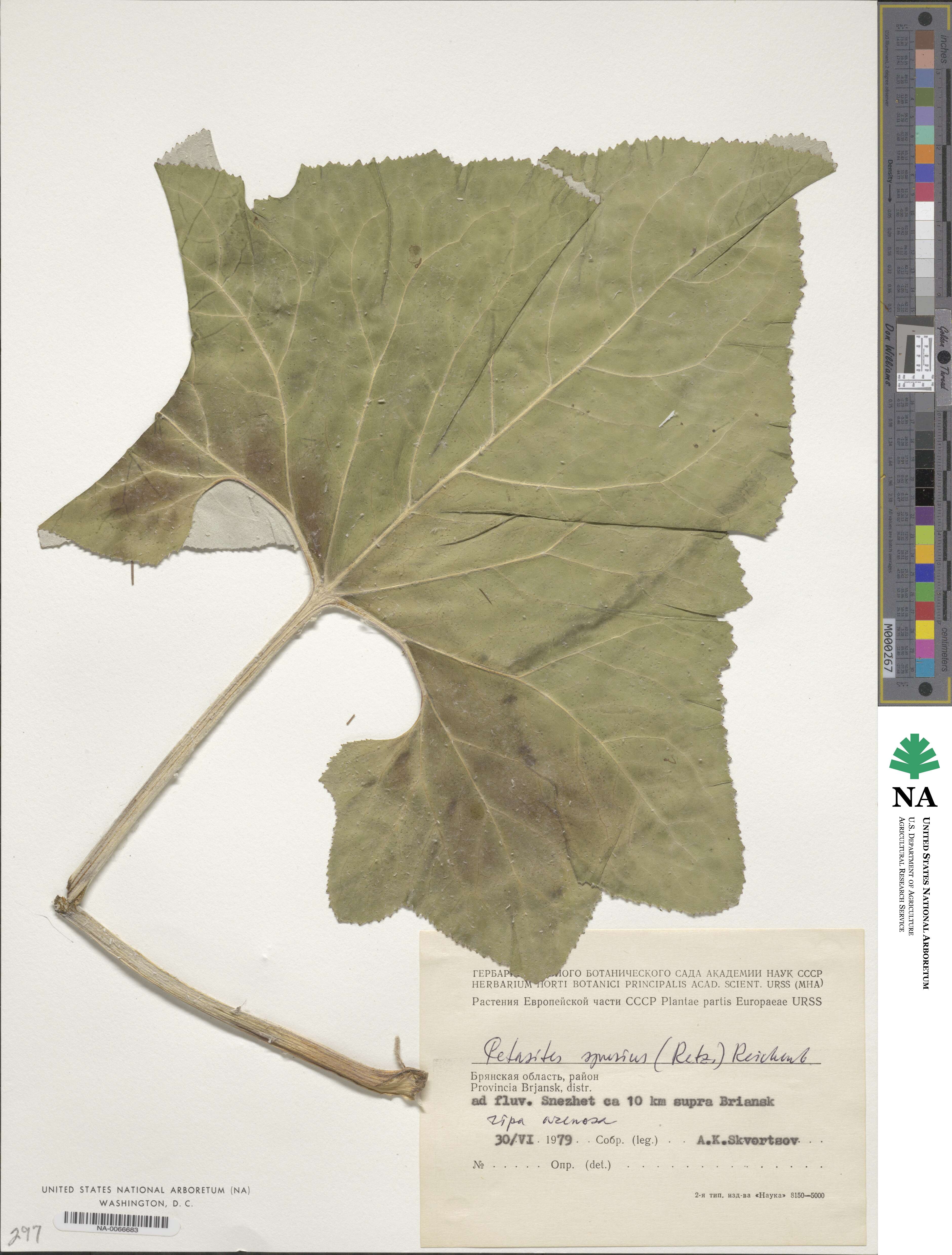 Petasites spurius image