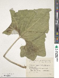 Petasites spurius image