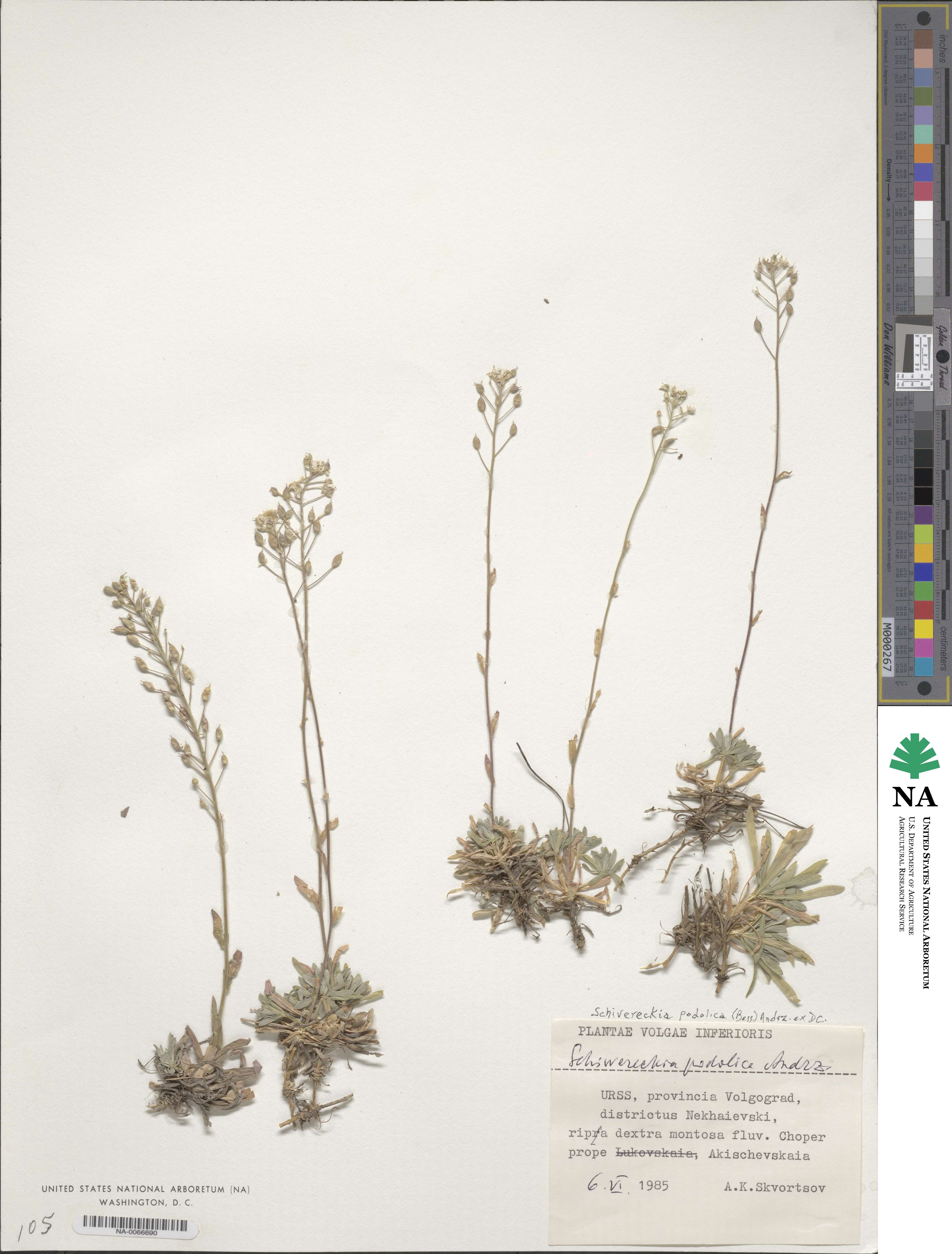 Draba hyperborea image
