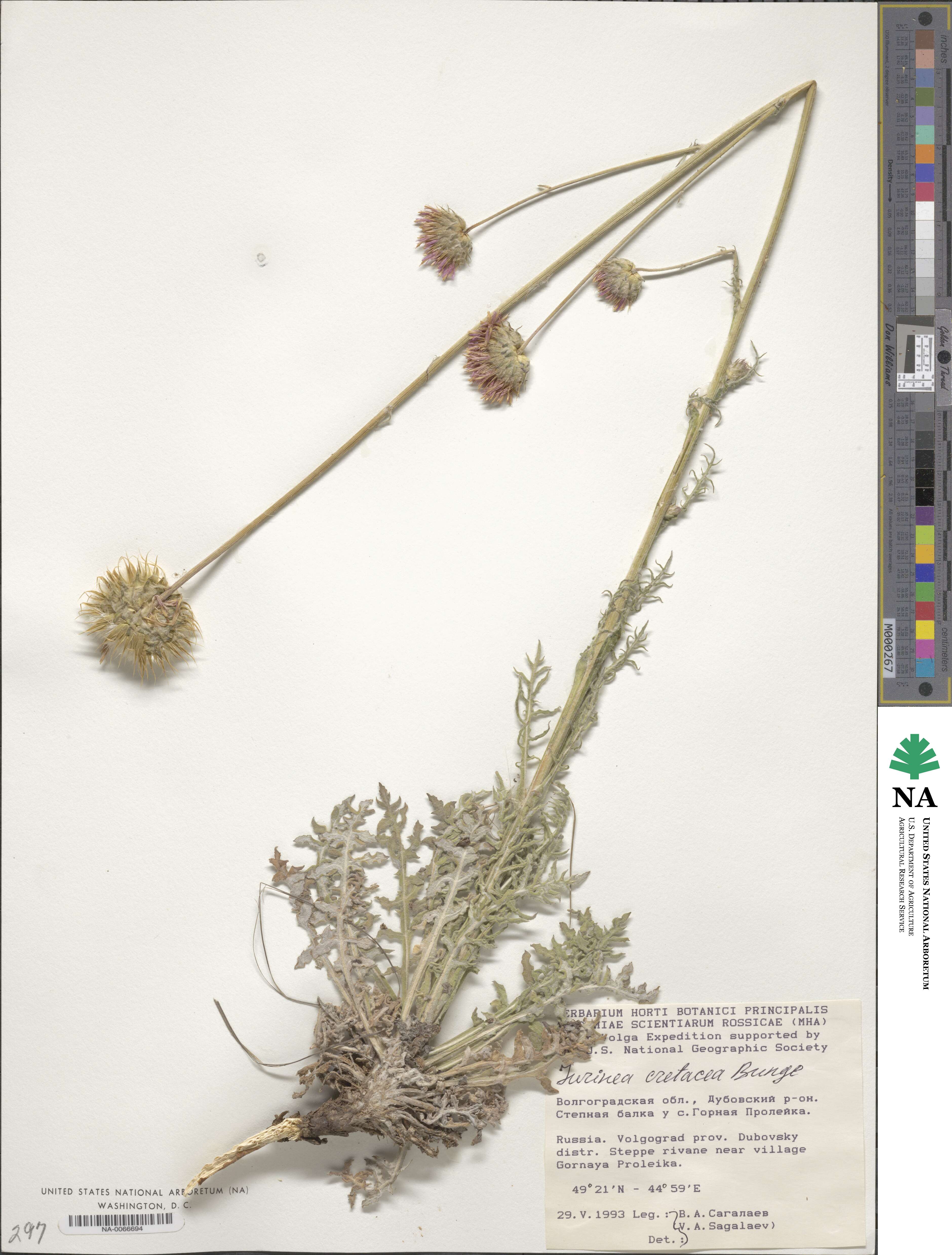 Jurinea cretacea image