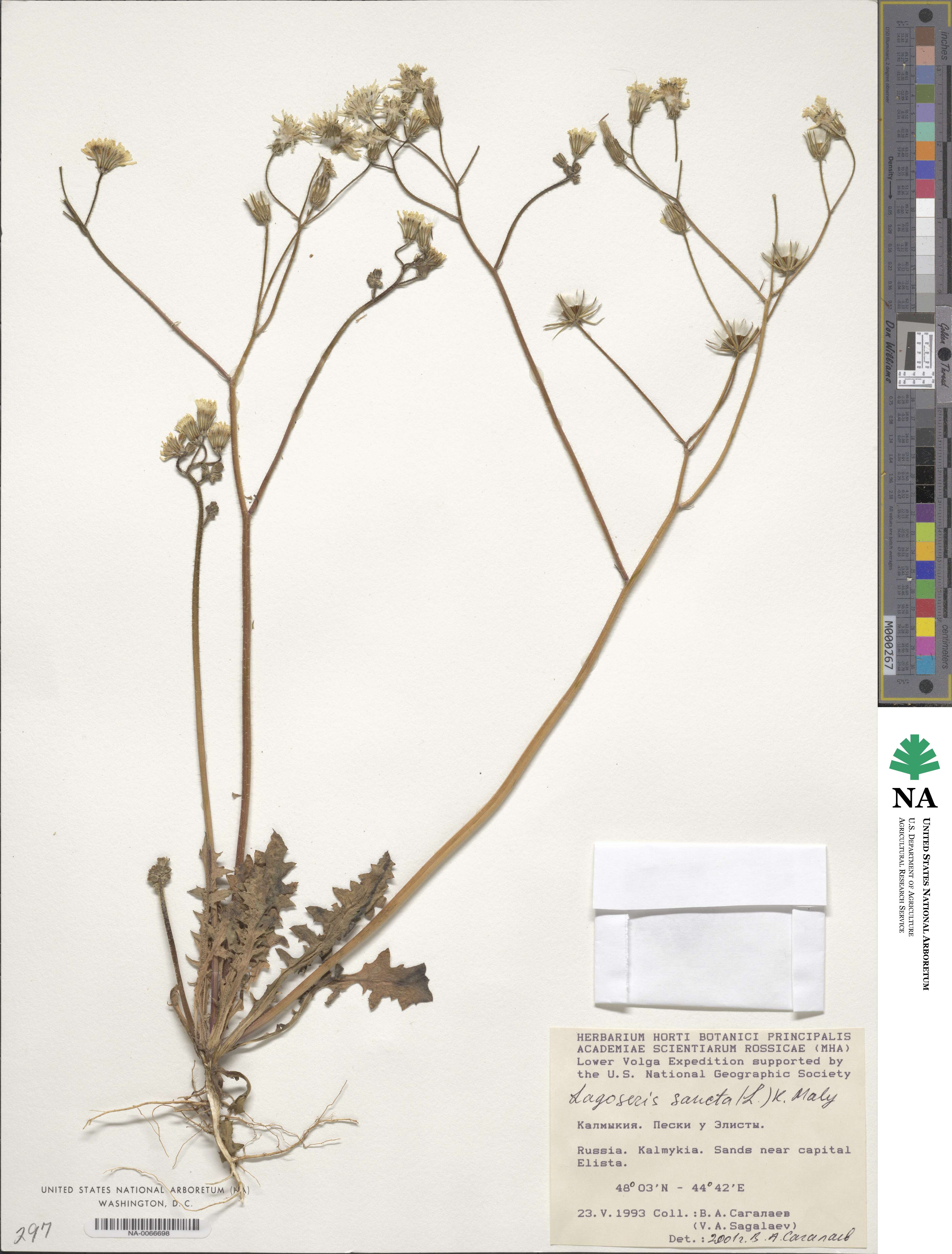 Crepis sancta image