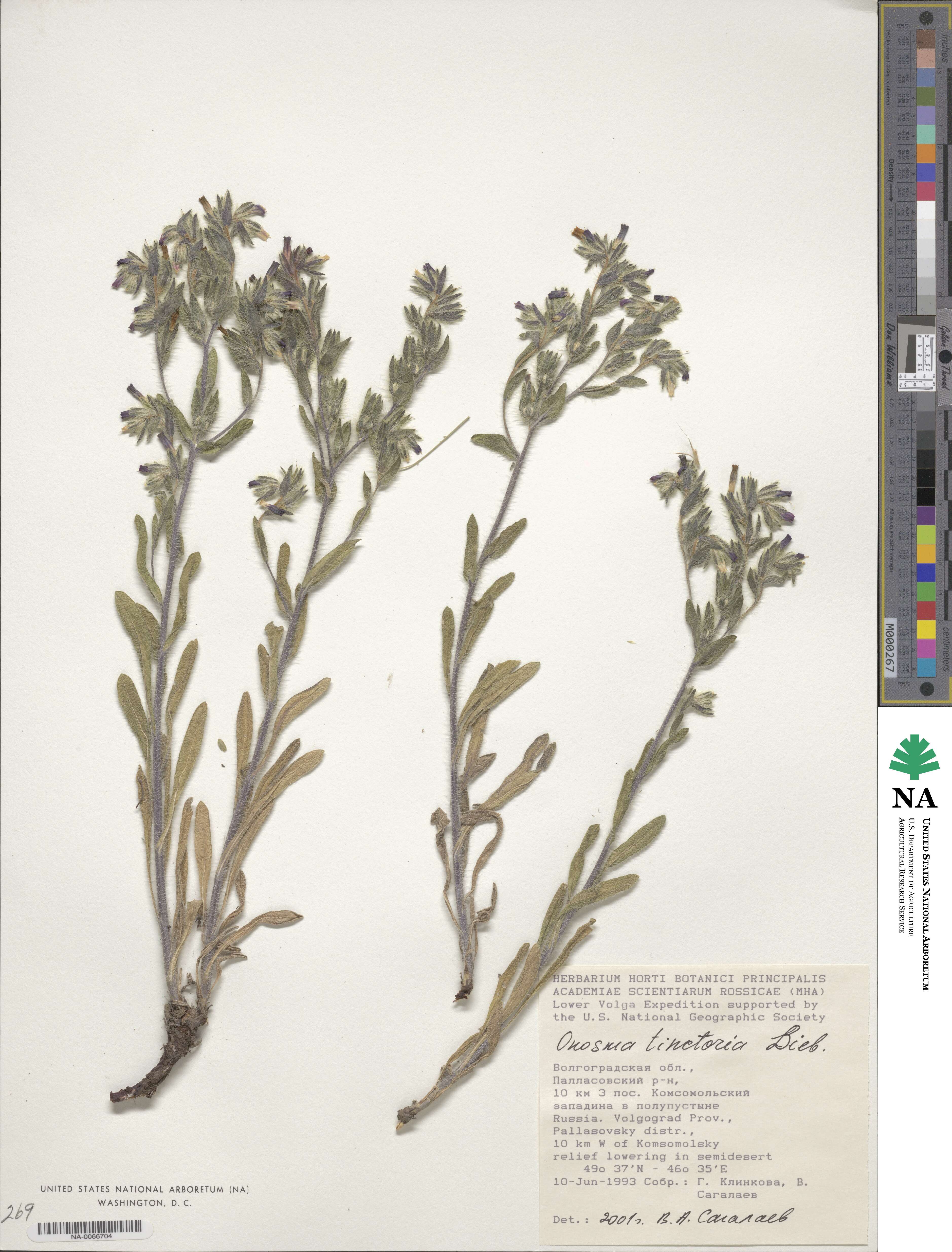 Onosma tinctoria image