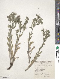 Image of Onosma tinctoria