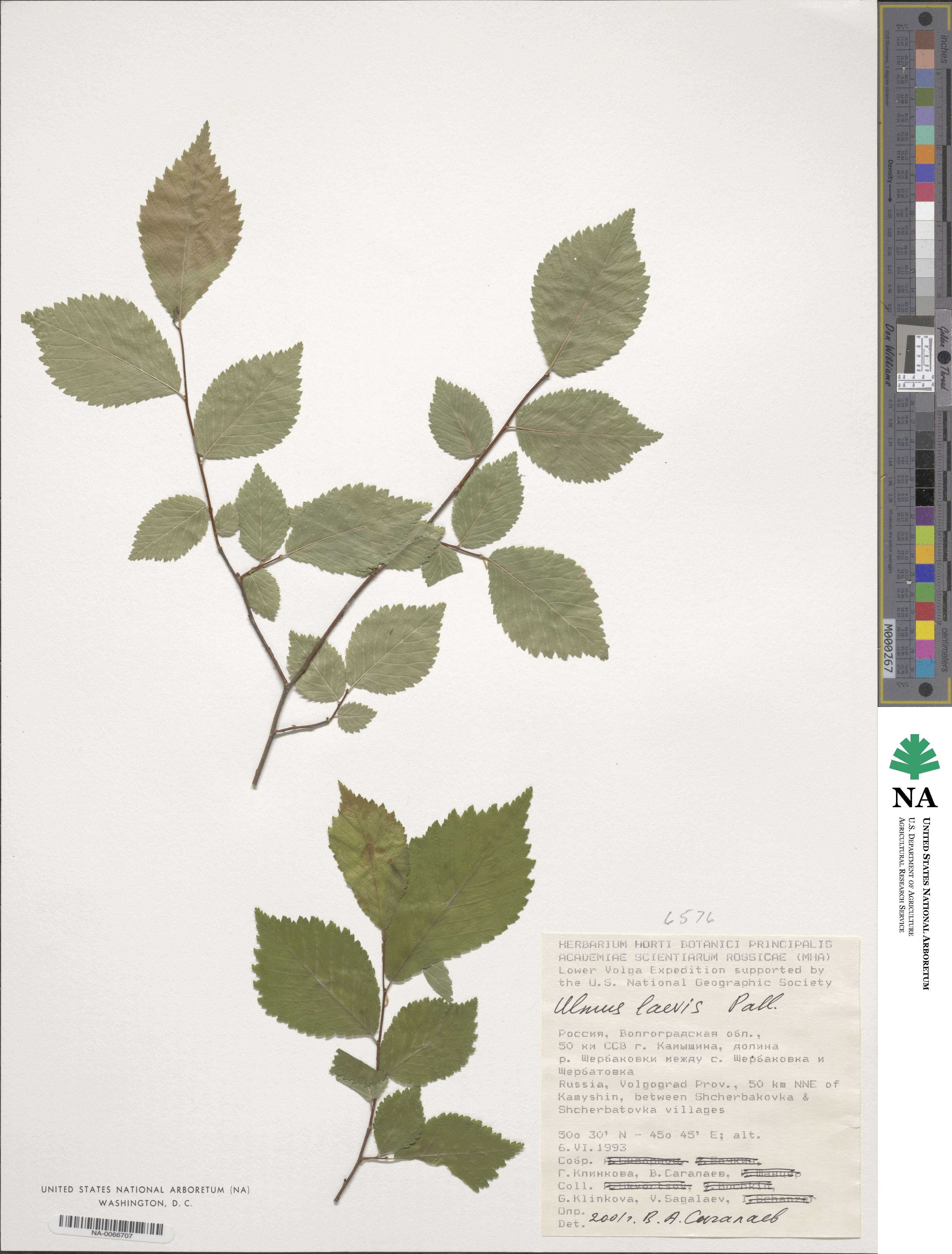 Ulmus laevis image