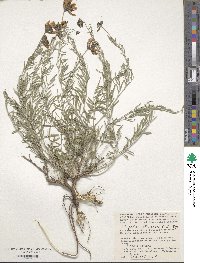 Astragalus stenoceras image