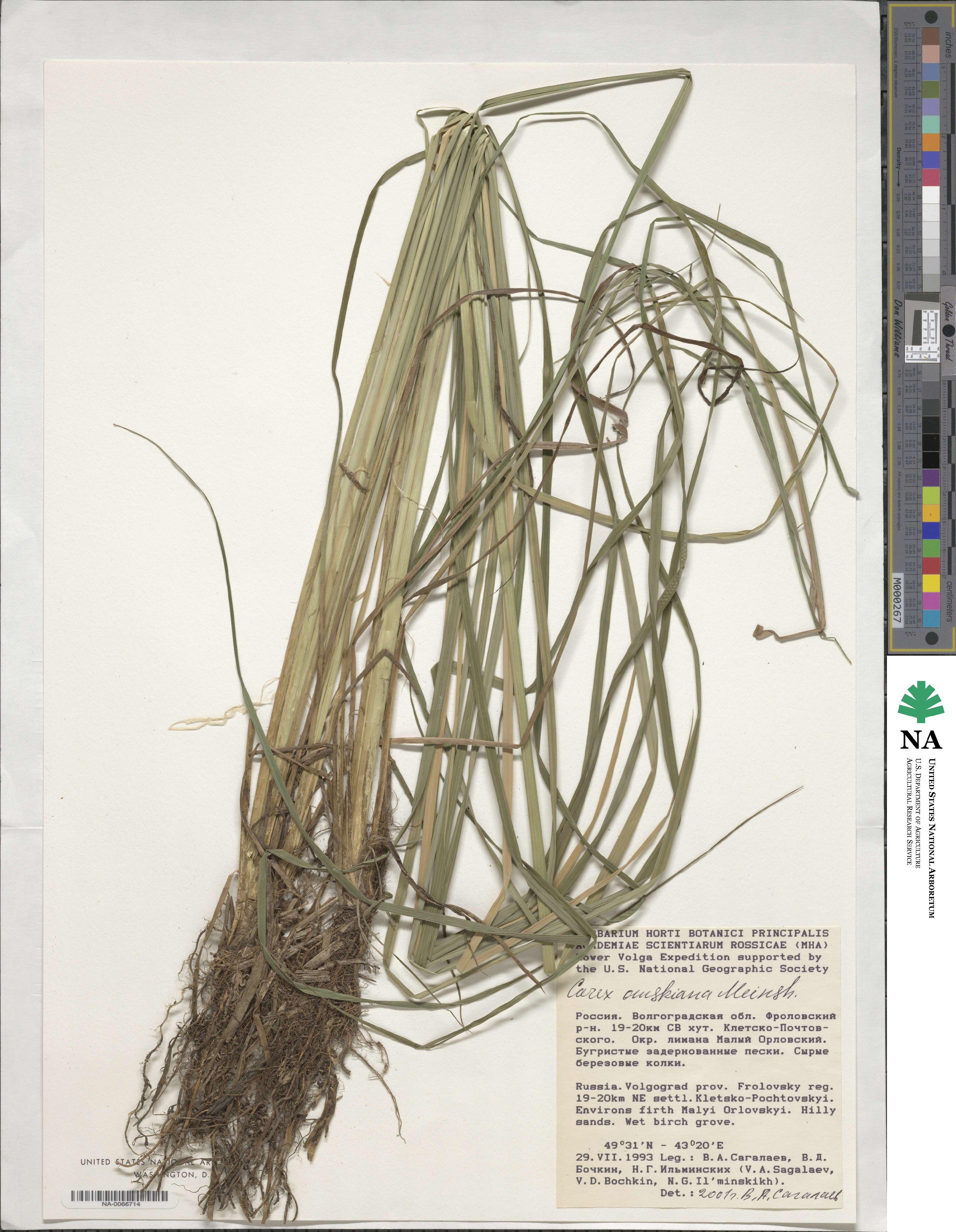 Carex elata subsp. omskiana image