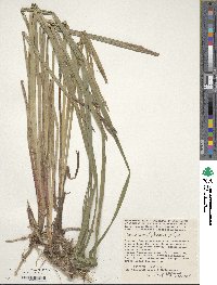 Carex acutiformis image