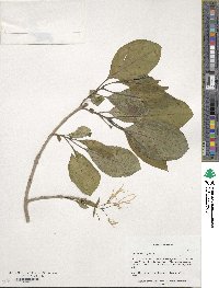 Chionanthus virginicus image