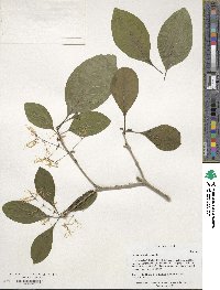 Chionanthus virginicus image