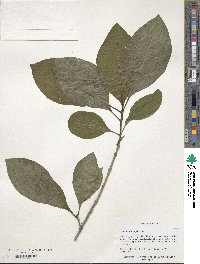 Chionanthus virginicus image