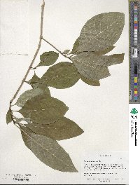 Chionanthus virginicus image