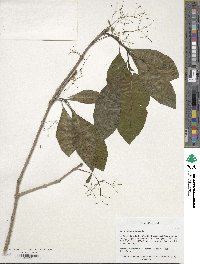 Chionanthus virginicus image