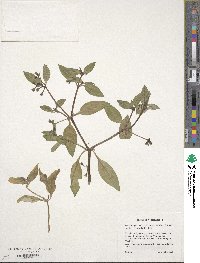 Pentodon pentandrus image
