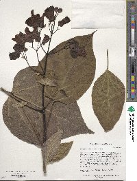 Catalpa speciosa image