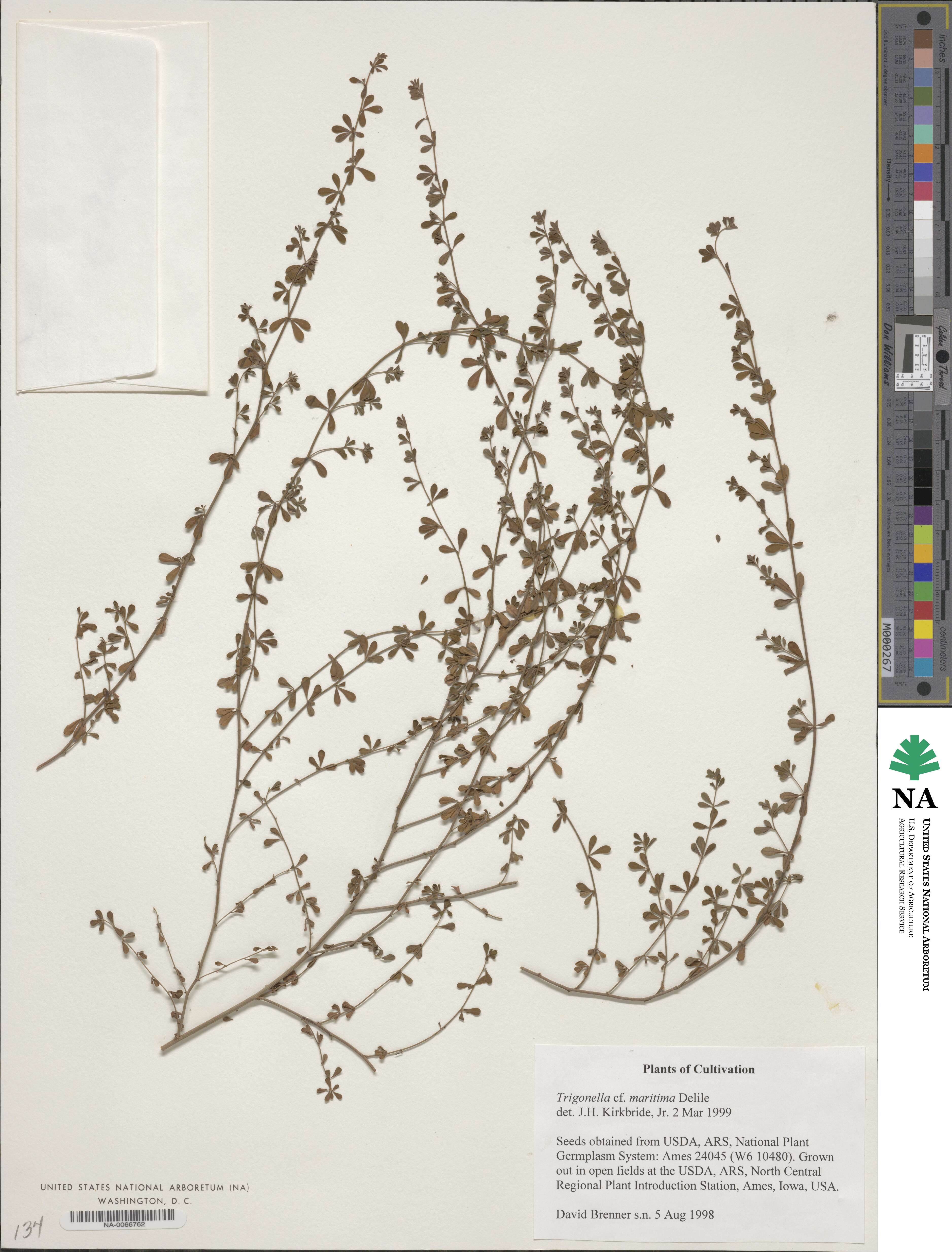 Trigonella arabica image