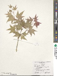 Acer pseudosieboldianum image