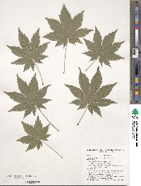 Acer pseudosieboldianum image