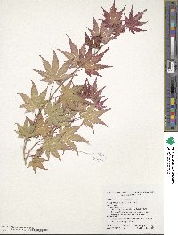 Acer pseudosieboldianum image