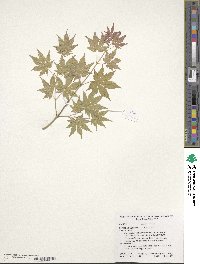 Acer pseudosieboldianum image