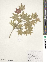 Acer pseudosieboldianum image