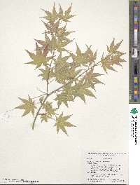 Acer pseudosieboldianum image