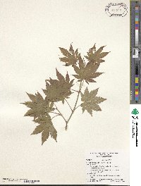 Acer pseudosieboldianum image