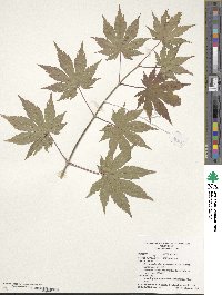 Acer pseudosieboldianum image