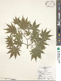 Acer pseudosieboldianum image