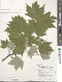 Acer rubrum image