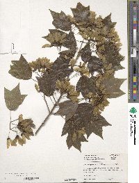 Acer buergerianum image