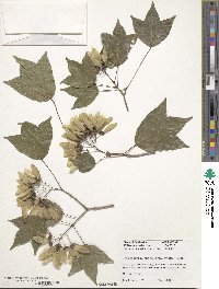 Acer buergerianum image