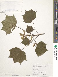 Acer pictum image