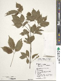 Acer cissifolium image