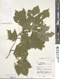 Acer spicatum image