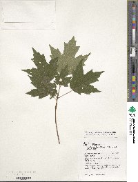 Acer leucoderme image