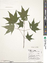 Acer pictum image