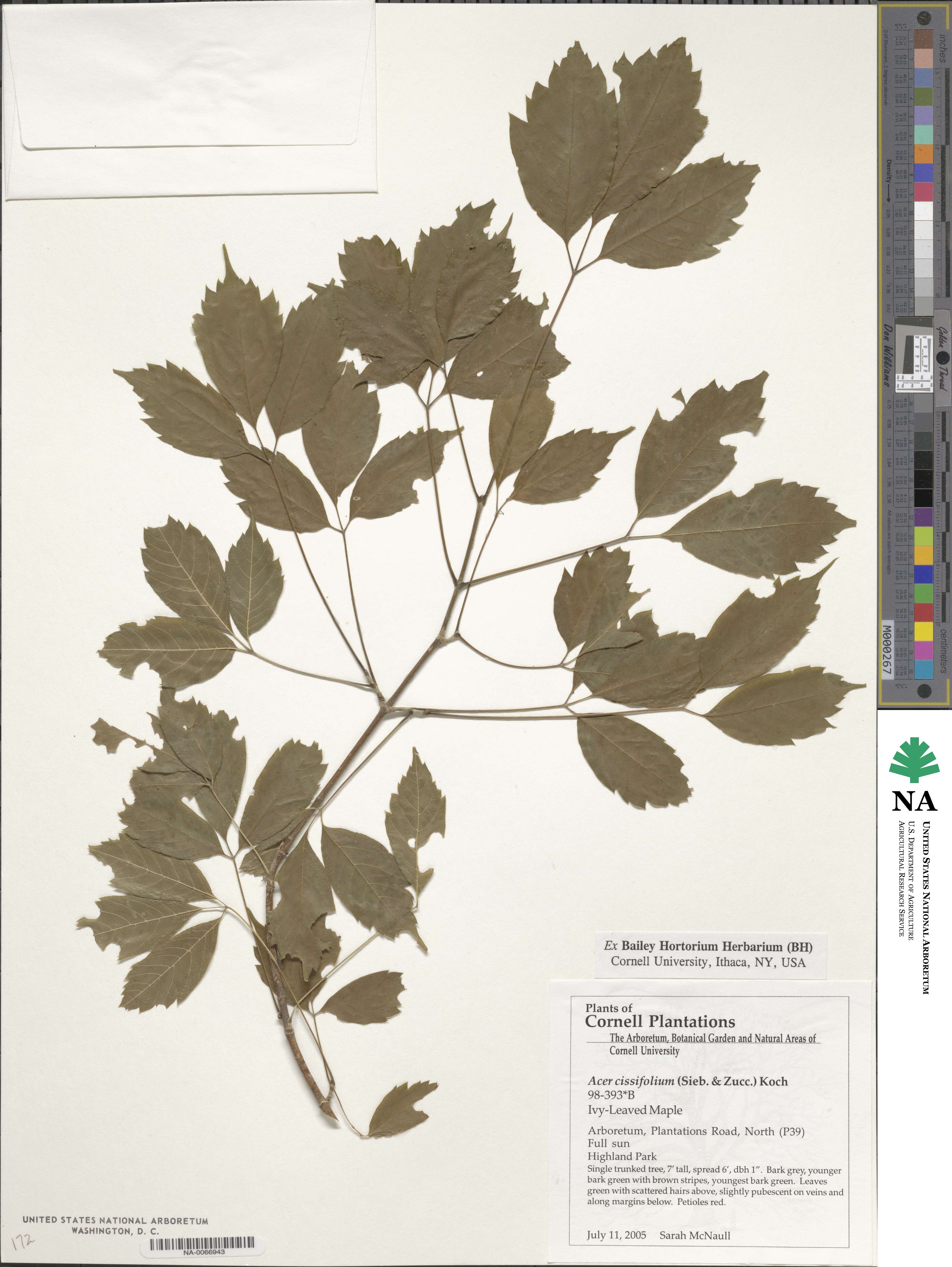 Acer cissifolium image