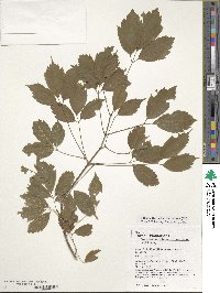 Acer cissifolium image