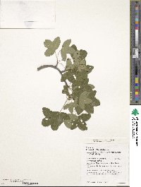 Acer monspessulanum image