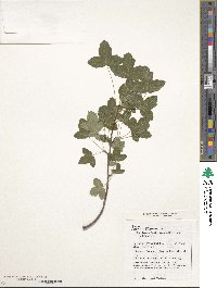 Acer monspessulanum image