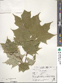 Acer saccharum image