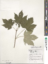 Acer heldreichii image