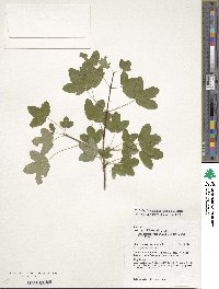 Acer monspessulanum image